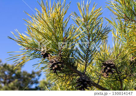 Pinus sylvestris branch with cones in natural environment Pinus sylvestris branch with cones in natural environment 130014147