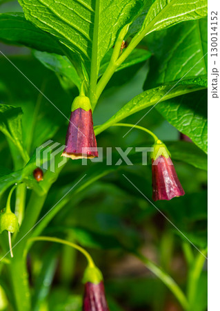 Scopolia carniolica, the European scopolia or henbane bell, is a poisonous plant belonging to the family Solanaceae Scopolia carniolica, the European scopolia or henbane bell, is a poisonous plant belonging to the family Solanaceae 130014152