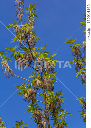 The ash-leaved maple Acer negundo flowers in early spring, sunny day and natural environment, blurred background 130014160