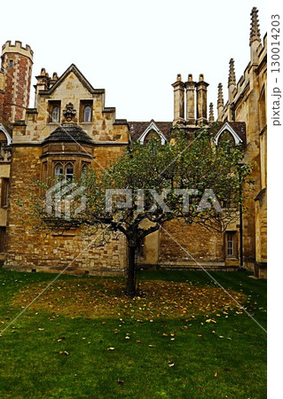 ケンブリッジ、ニュートンのリンゴの木 130014203