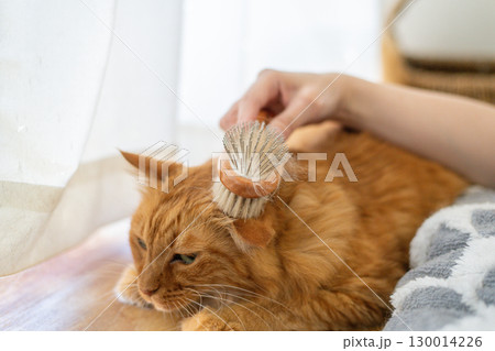 ネコにブラシをかける 茶トラ猫 ネコにブラシをかける 茶トラ猫 130014226