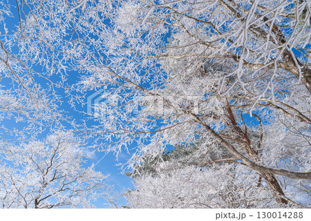 見上げると美しい霧氷と青空 130014288