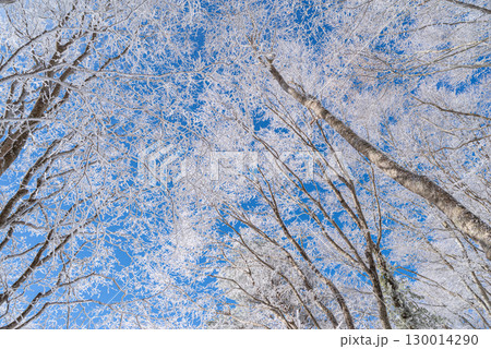 見上げると美しい霧氷と青空 130014290