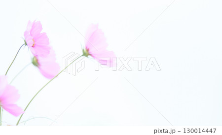 ハイキー調ソフトフォーカス白背景のピンク色のコスモスの花アップ 130014447