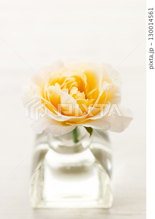 Yellow beautiful rose in glass vase on wooden table. Selective focus. Yellow beautiful rose in glass vase on wooden table. Selective focus. 130014561