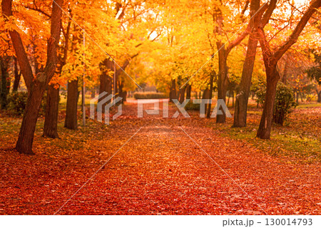 orange and red fall  leaves, autumn natural background in park 130014793