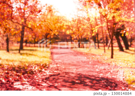 orange and red fall leaves, autumn natural background in park orange and red fall leaves, autumn natural background in park 130014884