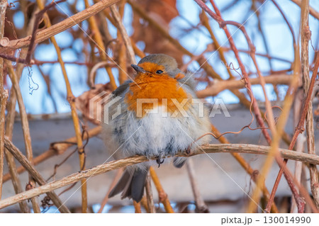 Cute bird the European Robin, Erithacus rubecula. sitting on the tree branch in winter. Cute bird the European Robin, Erithacus rubecula. sitting on the tree branch in winter. 130014990