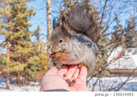 Squirrel eats nuts from a man's hand. Caring for animals in winter or autumn. Squirrel eats nuts from a man's hand. Caring for animals in winter or autumn. 130014993