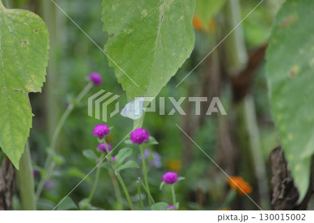 白いチョウと赤い花 130015002