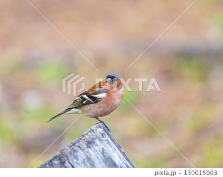 Common chaffinch, Fringilla coelebs, sits on a tree. Common chaffinch in wildlife. 130015003