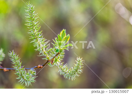 Nature awakes in spring. Blooming willow twigs and furry willow-catkins, so called seals or cats. Holly willow, Salix caprea, is a national symbol of Ukraine. 130015007