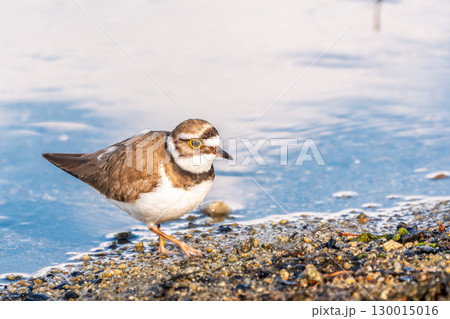 Little ringed plover (Charadrius dubius), bird standing on the lake shore 130015016