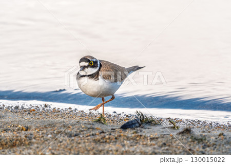 Little ringed plover (Charadrius dubius), bird standing on the lake shore Little ringed plover (Charadrius dubius), bird standing on the lake shore 130015022