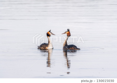 Mating games of two water birds Great Crested Grebes. Two waterfowl birds Great Crested Grebes swim in the lake with heart shaped silhouette Mating games of two water birds Great Crested Grebes. Two waterfowl birds Great Crested Grebes swim in the lake with heart shaped silhouette 130015030