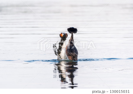 Mating games of two water birds Great Crested Grebes. Two waterfowl birds Great Crested Grebes swim in the lake with heart shaped silhouette 130015031