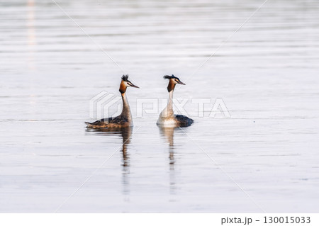 Mating games of two water birds Great Crested Grebes. Two waterfowl birds Great Crested Grebes swim in the lake with heart shaped silhouette Mating games of two water birds Great Crested Grebes. Two waterfowl birds Great Crested Grebes swim in the lake with heart shaped silhouette 130015033