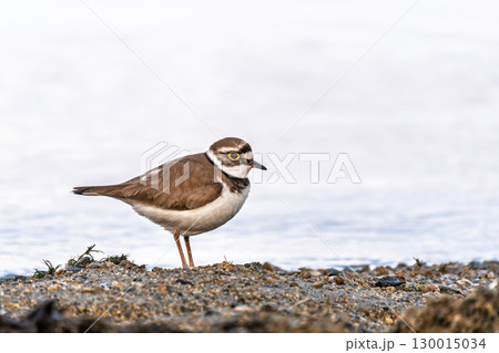 Little ringed plover (Charadrius dubius), bird standing on the lake shore Little ringed plover (Charadrius dubius), bird standing on the lake shore 130015034