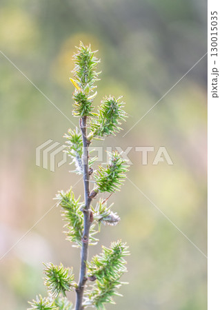 Nature awakes in spring. Blooming willow twigs and furry willow-catkins, so called seals or cats. Holly willow, Salix caprea, is a national symbol of Ukraine. 130015035