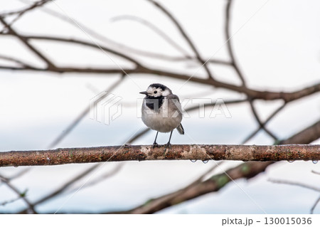 A beautiful bird called the white wagtail, also called the wagtail and snow wagtail, and also the snowy tit on a tree branch. 130015036