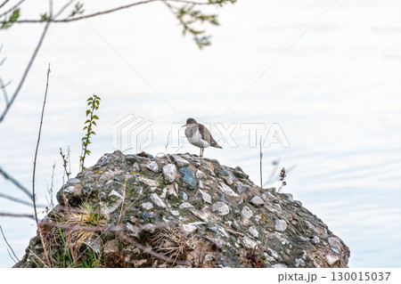 Common sandpiper, Actitis hypoleucos, resting lake shore with reflection in water. Common sandpiper, Actitis hypoleucos, resting lake shore with reflection in water. 130015037