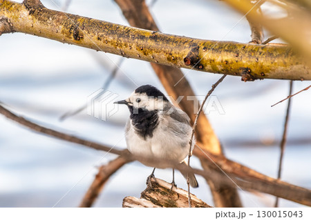 A beautiful bird called the white wagtail, also called the wagtail and snow wagtail, and also the snowy tit on a tree branch. 130015043