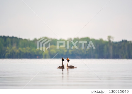 Mating games of two water birds Great Crested Grebes. Two waterfowl birds Great Crested Grebes swim in the lake with heart shaped silhouette Mating games of two water birds Great Crested Grebes. Two waterfowl birds Great Crested Grebes swim in the lake with heart shaped silhouette 130015049