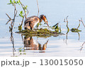 Great Crested Grebe, Podiceps cristatus, water bird sitting on the nest, nesting time on the green lake 130015050