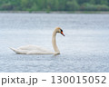 Graceful white Swan swimming in the lake, swans in the wild. Portrait of a white swan swimming on a lake. 130015052