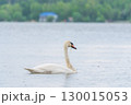Graceful white Swan swimming in the lake, swans in the wild. Portrait of a white swan swimming on a lake. 130015053