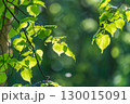 Nature of green leaf in garden at summer. Natural green leaves plants using as spring background cover page environment ecology 130015091