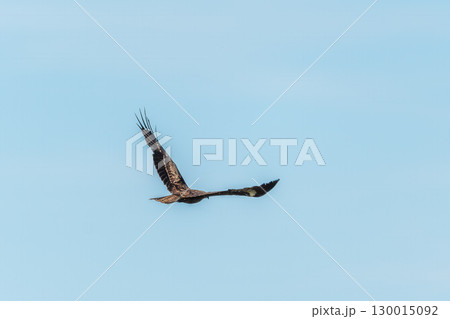 The bird of prey Black Kite flying in blue Sky 130015092