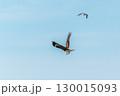 The bird of prey Black Kite flying in blue Sky 130015093