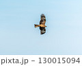 The bird of prey Black Kite flying in blue Sky 130015094