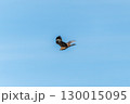 The bird of prey Black Kite flying in blue Sky 130015095