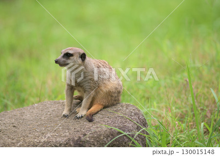 岩の上でくつろぐミーアキャット 岩の上でくつろぐミーアキャット 130015148