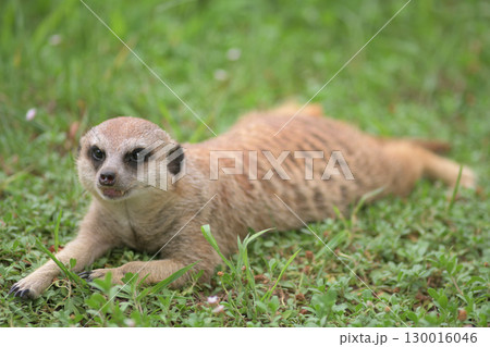 腹這いになって土の感覚を楽しむミーアキャット 130016046
