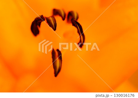 魅惑のゆりの花を接写 130016176