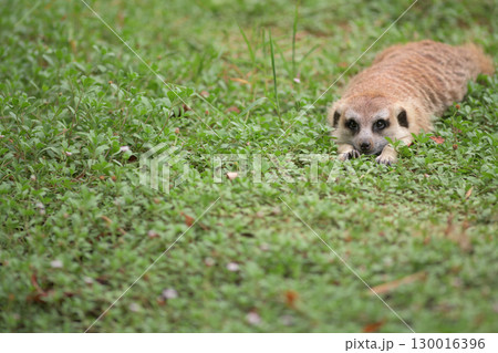 草の上に何かを見つけたミーアキャット 草の上に何かを見つけたミーアキャット 130016396