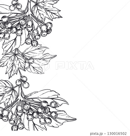 Vector composition of berries and viburnum leaves, all objects hand-drawn with ink. The illustration is suitable for printing on fabric, paper, for label and tableware design. Vector illustration Vector composition of berries and viburnum leaves, all objects hand-drawn with ink. The illustration is suitable for printing on fabric, paper, for label and tableware design. Vector illustration 130016502