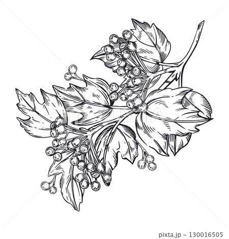 Viburnum, a large branch of viburnum with berries, hand-drawn in ink and translated into a vector. The illustration is suitable for printing on the packaging of goods, food, tableware, textiles. 130016505