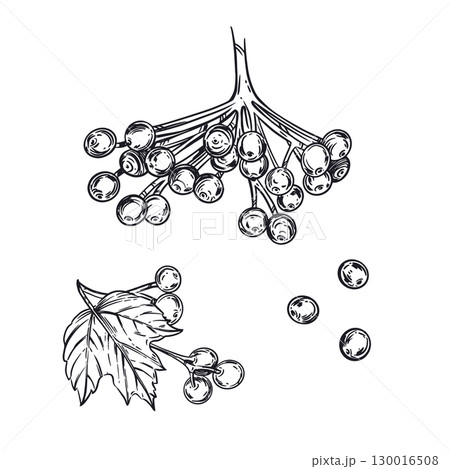 Vector illustration set, viburnum berries, viburnum leaves, berries on a branch. Everything is hand-drawn in ink. The illustration is suitable for printing on product packaging, cosmetics, design 130016508