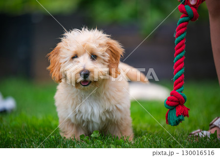 Adorable Malipoo Puppy Playing Outdoors Adorable Malipoo Puppy Playing Outdoors 130016516