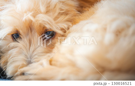 Cute Malipoo Puppy Hiding Face in Fur 130016521