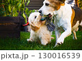 Beagle and Maltipoo Puppy Tug of War 130016539