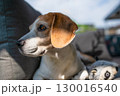 Beagle Dog Relaxing on Couch Outdoors 130016540