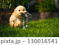 Fluffy Maltipoo Puppy Plays with Rope Toy in Garden 130016541