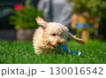 Fluffy Puppy Playing with Rope Toy in Grass 130016542
