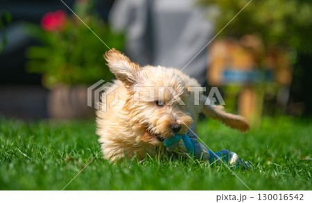 Fluffy Puppy Playing with Rope Toy in Grass 130016542