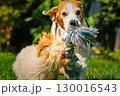 Beagle and puppy maltipoo playing tugofwar outdoors 130016543